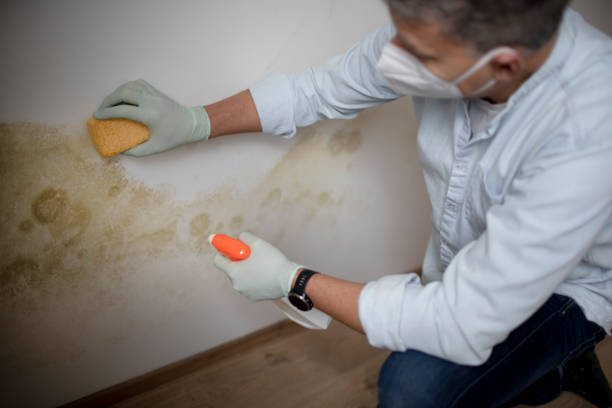 Best Localized Mold Remediation (e.g., coastal areas, humid climates) in Brigham City, UT