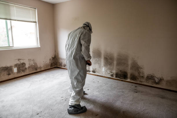 Reliable Brigham City, UT Mold Remediation Solutions
