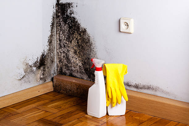 Best Commercial Mold Remediation in Brigham City, UT