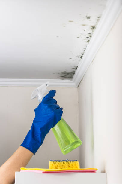 Trusted Brigham City, UT Mold Remediation Experts